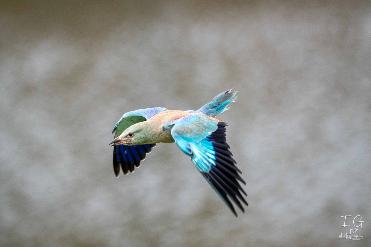 AK6I1733 31 oktober 2021 1533 19